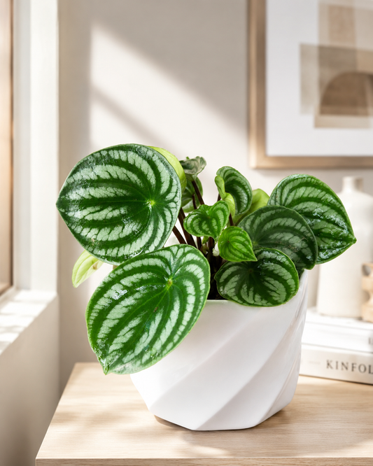 Peperomia Sandía hojas redondas rayadas verde y plateado - Vivero Selva Verde Colombia