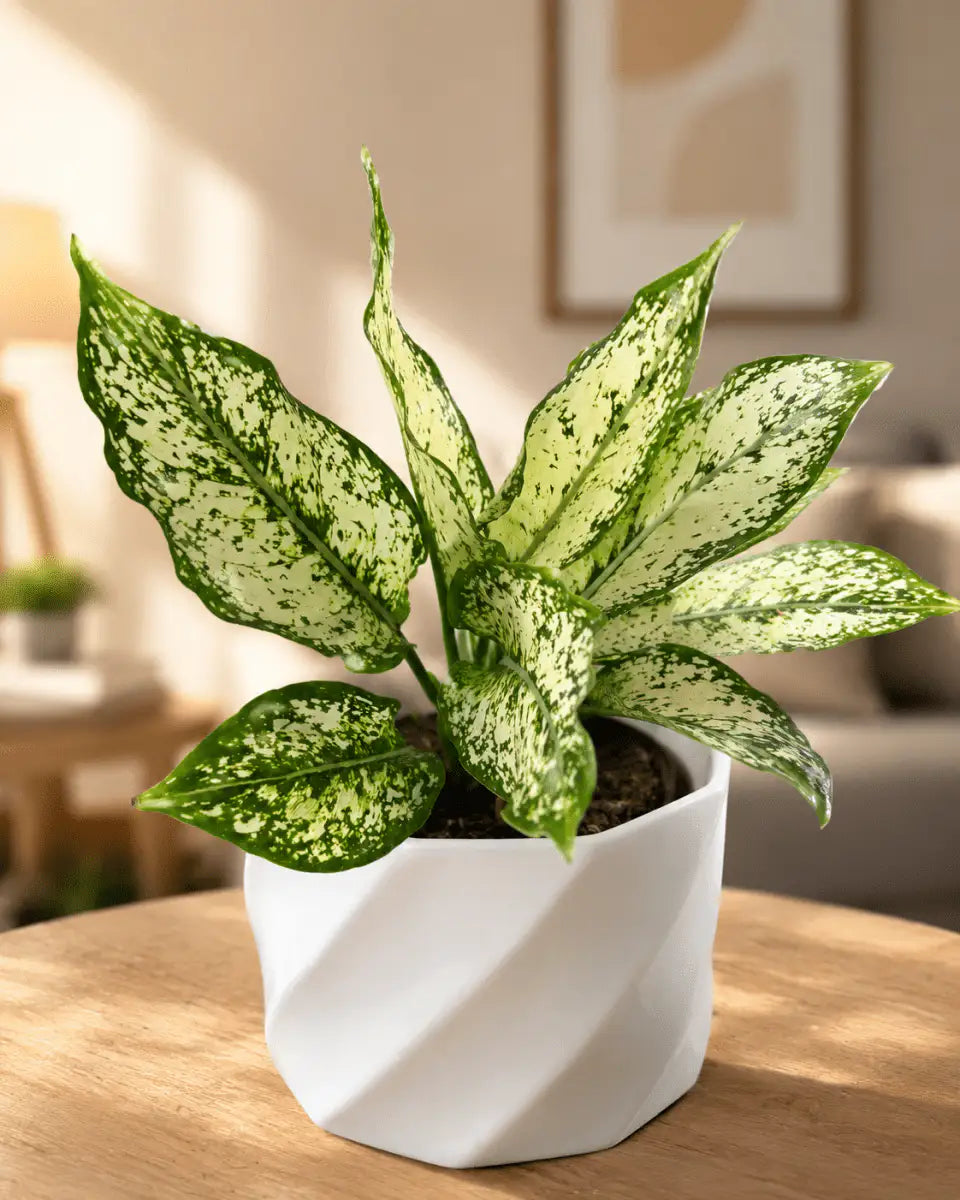 Aglaonema Perdiz Blanca – Planta de Mesa Interior | Vivero Selva Verde - Vivero Selva Verde