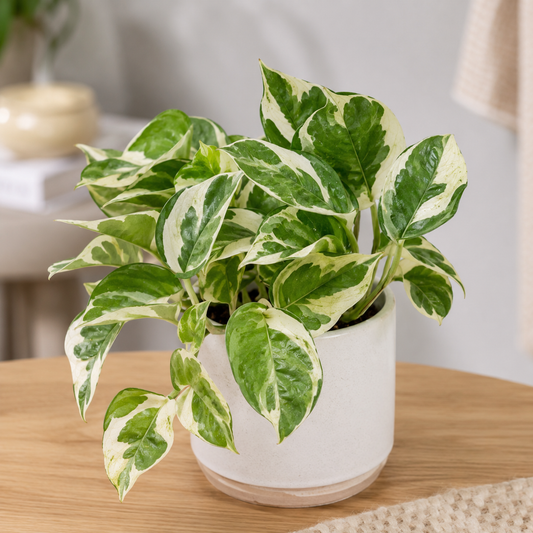 Pothos N'Joy planta colgante hojas variegadas verde y blanco - Vivero Selva Verde Colombia