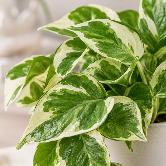 Pothos N'Joy detalle hojas variegadas verde y blanco crema - Vivero Selva Verde Colombia