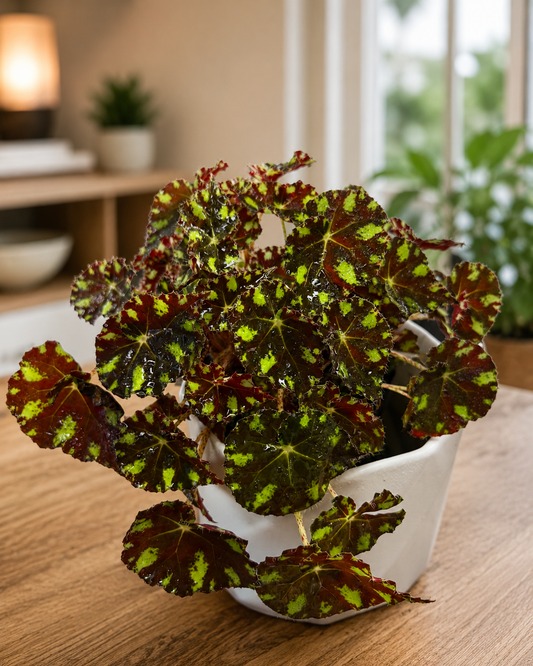 Begonia Piel de Sapo hojas moteadas verde lima y borgoña - Vivero Selva Verde Colombia