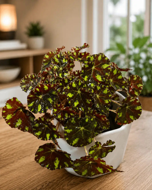 Begonia Piel de Sapo – Planta de Mesa Interior | Vivero Selva Verde - Vivero Selva Verde