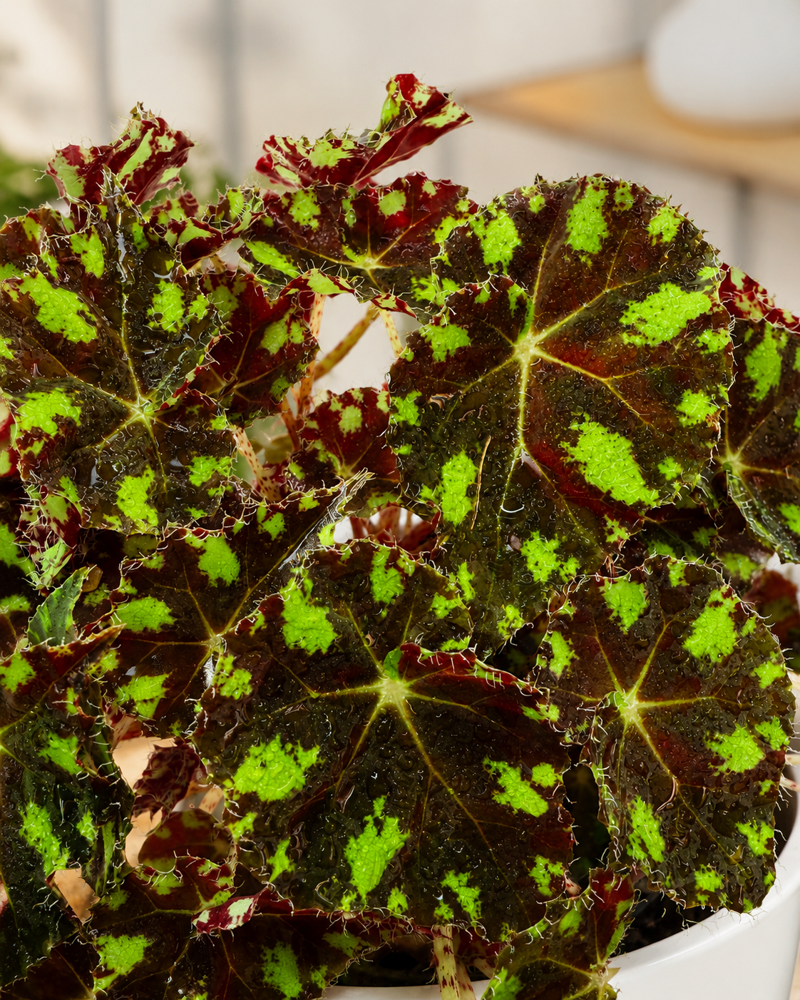 Begonia Piel de Sapo detalle hojas texturizadas verde y rojo oscuro - Vivero Selva Verde Colombia