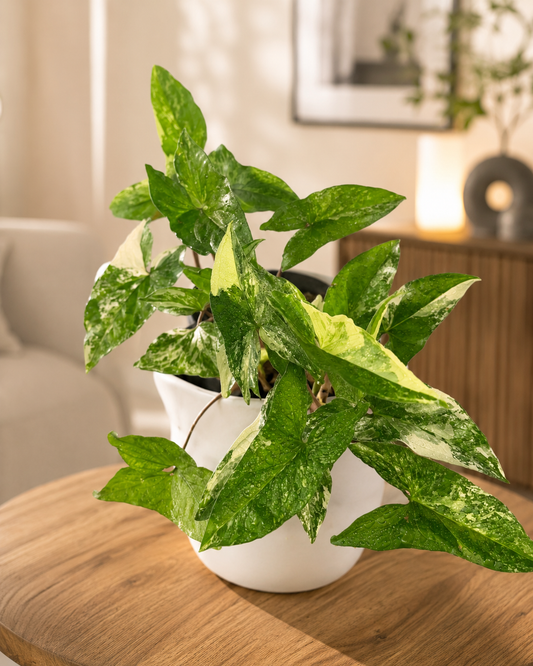 Syngonium Variegado planta colgante hojas verde oscuro y crema - Vivero Selva Verde Colombia