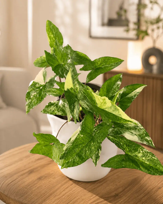 Syngonium Variegado – Planta Colgante Interior | Vivero Selva Verde - Vivero Selva Verde