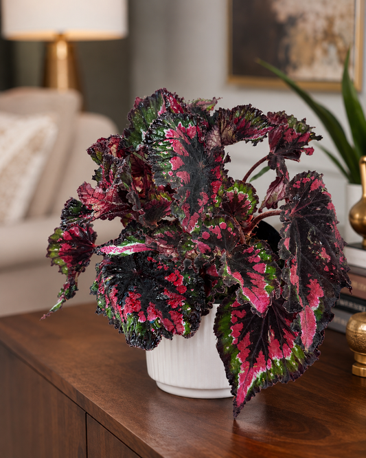 Begonia Rex Rosa Fucsia planta de mesa hojas negro verde y fucsia - Vivero Selva Verde Colombia