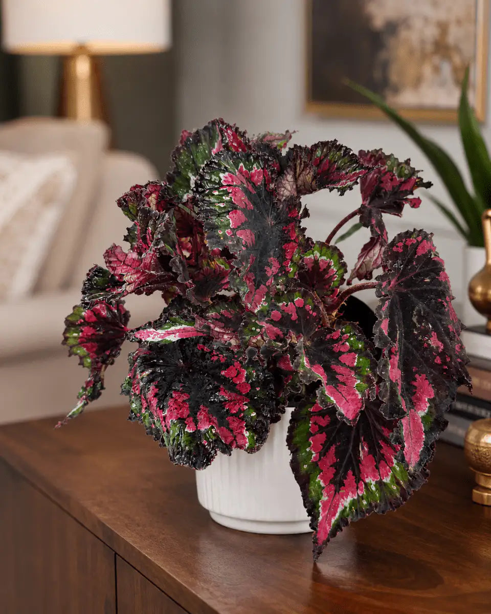 Begonia Rex Rosa Fucsia – Planta de Mesa Interior | Vivero Selva Verde - Vivero Selva Verde