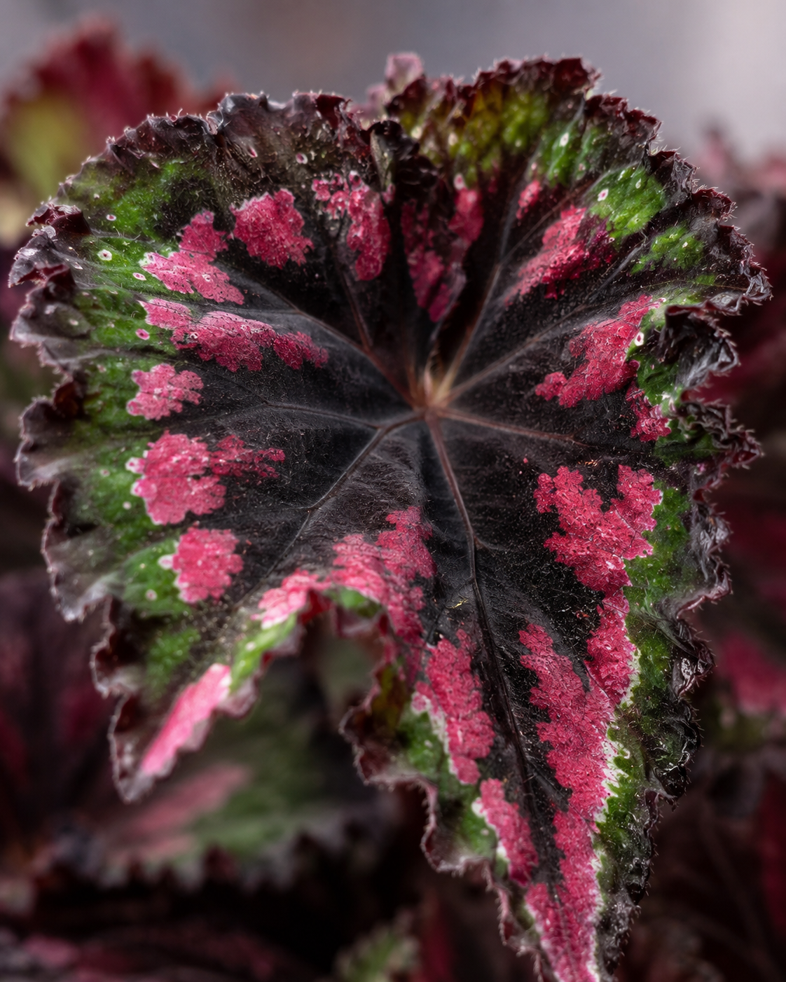Begonia Rex Rosa Fucsia detalle macro hoja textura aterciopelada - Vivero Selva Verde Colombia