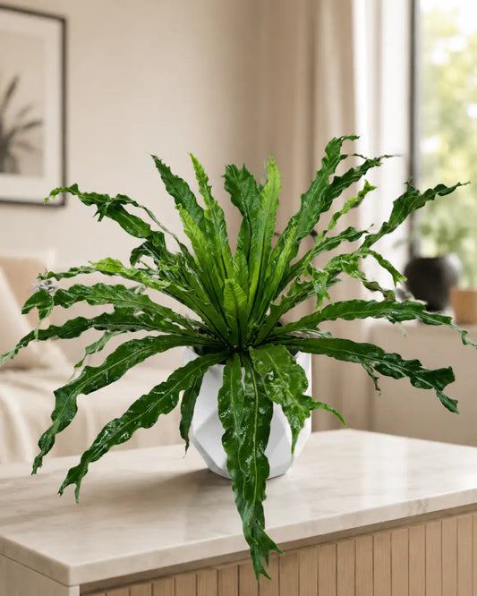 Helecho Nido de Pájaro – Planta de Mesa Interior | Vivero Selva Verde - Vivero Selva Verde