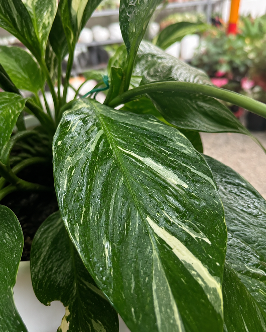 Espatifilo Variegado detalle hoja verde oscuro con rayas crema - Vivero Selva Verde Colombia