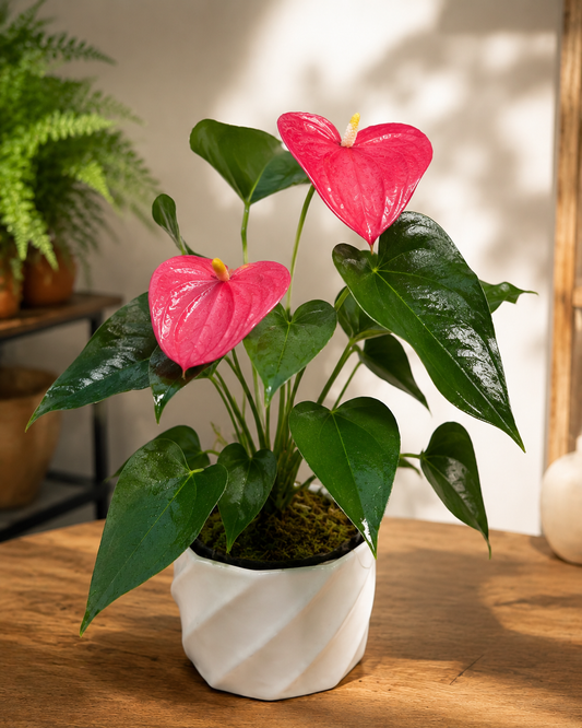 Anturio Anthurium Andraeanum de Interior | Planta con Flor
