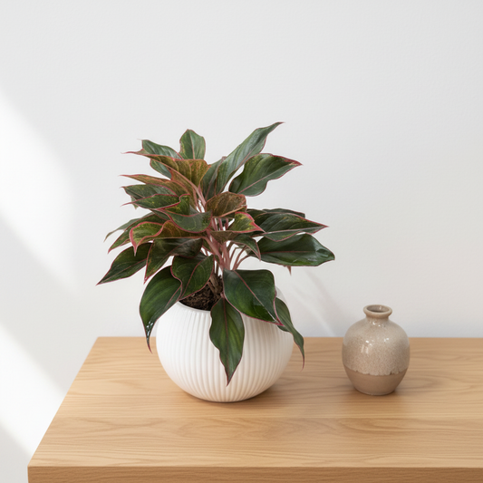 Aglaonema mejorada - A