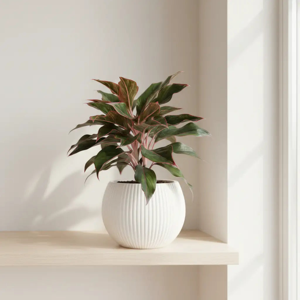 Aglaonema mejorada - B