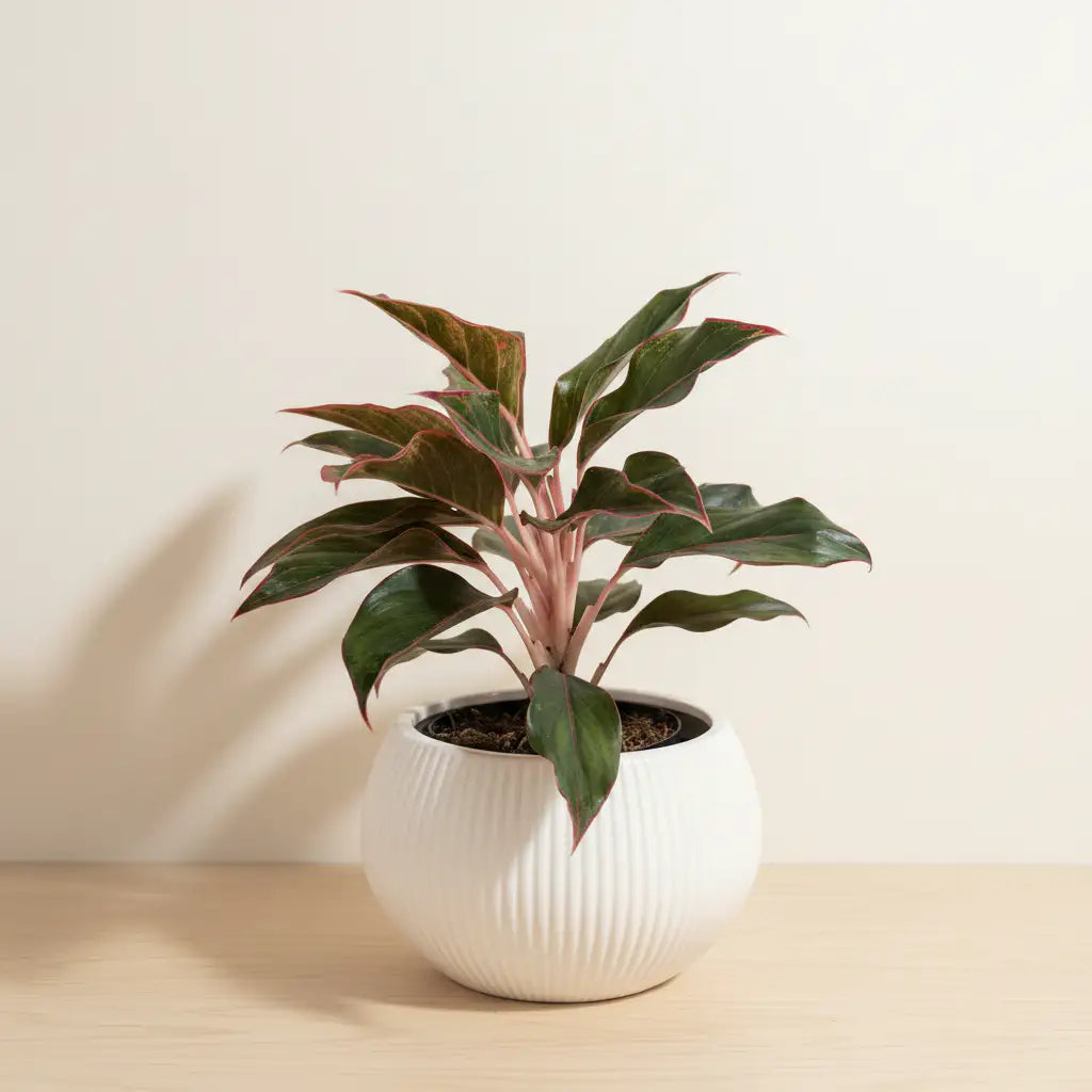 Aglaonema mejorada - C