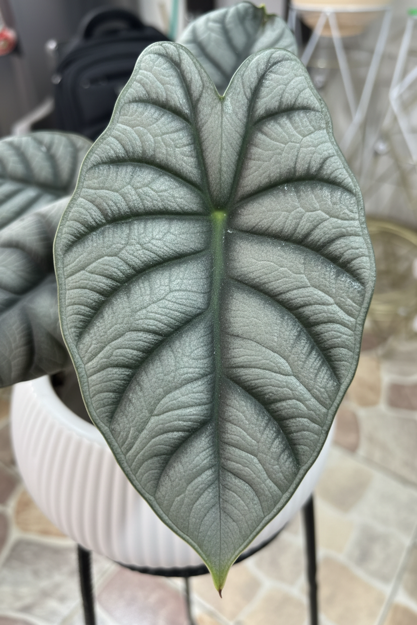 Alocasia Silver Dragon - Detalle hoja