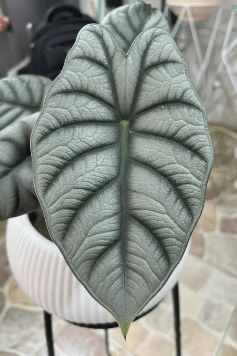 Alocasia Silver Dragon – Planta de Coleccionista | Vivero Selva Verde - Vivero Selva Verde
