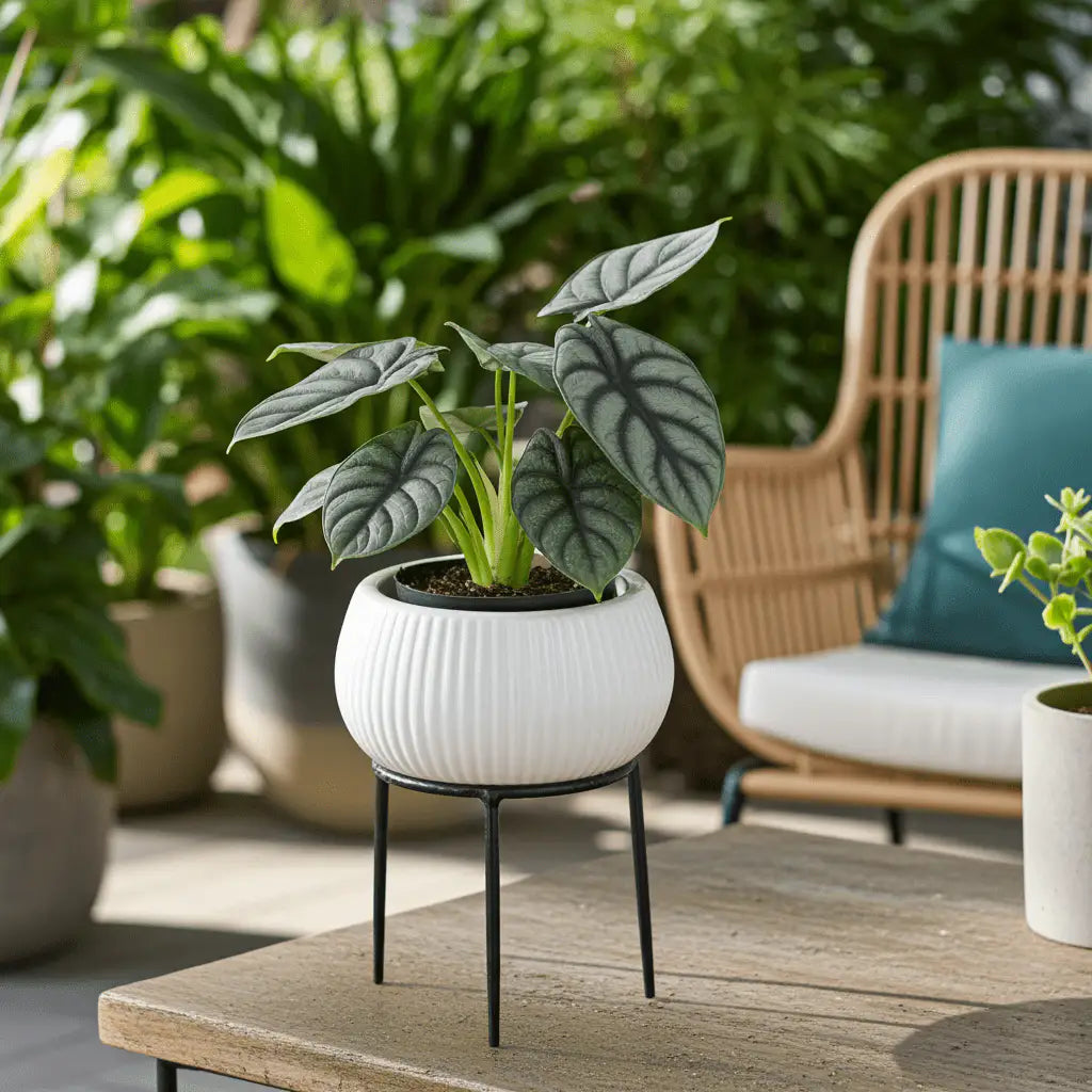 Alocasia Silver Dragon – Planta de Coleccionista | Vivero Selva Verde - Vivero Selva Verde