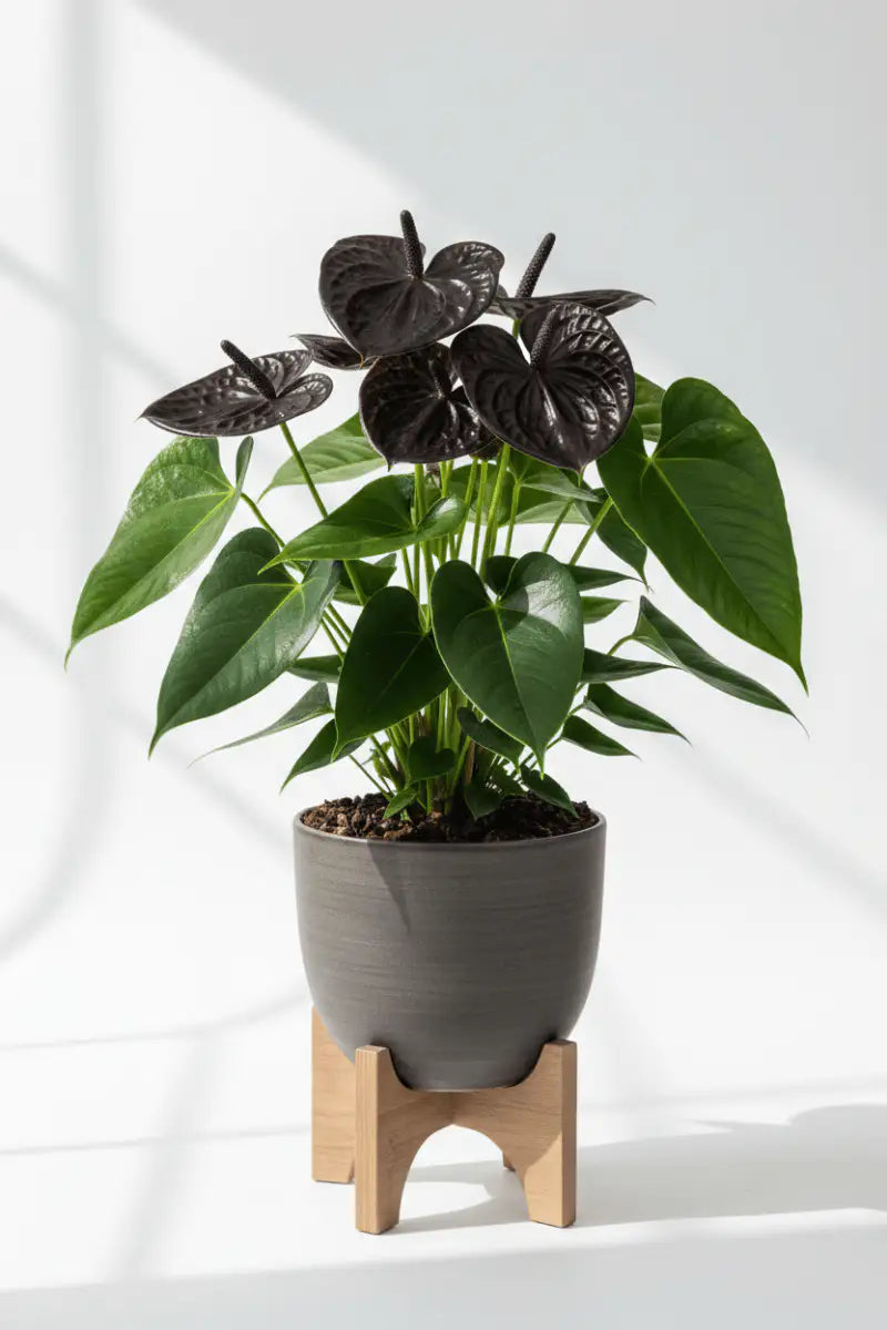 Anturio Anthurium Andraeanum de Interior | Planta con Flor - Vivero Selva Verde