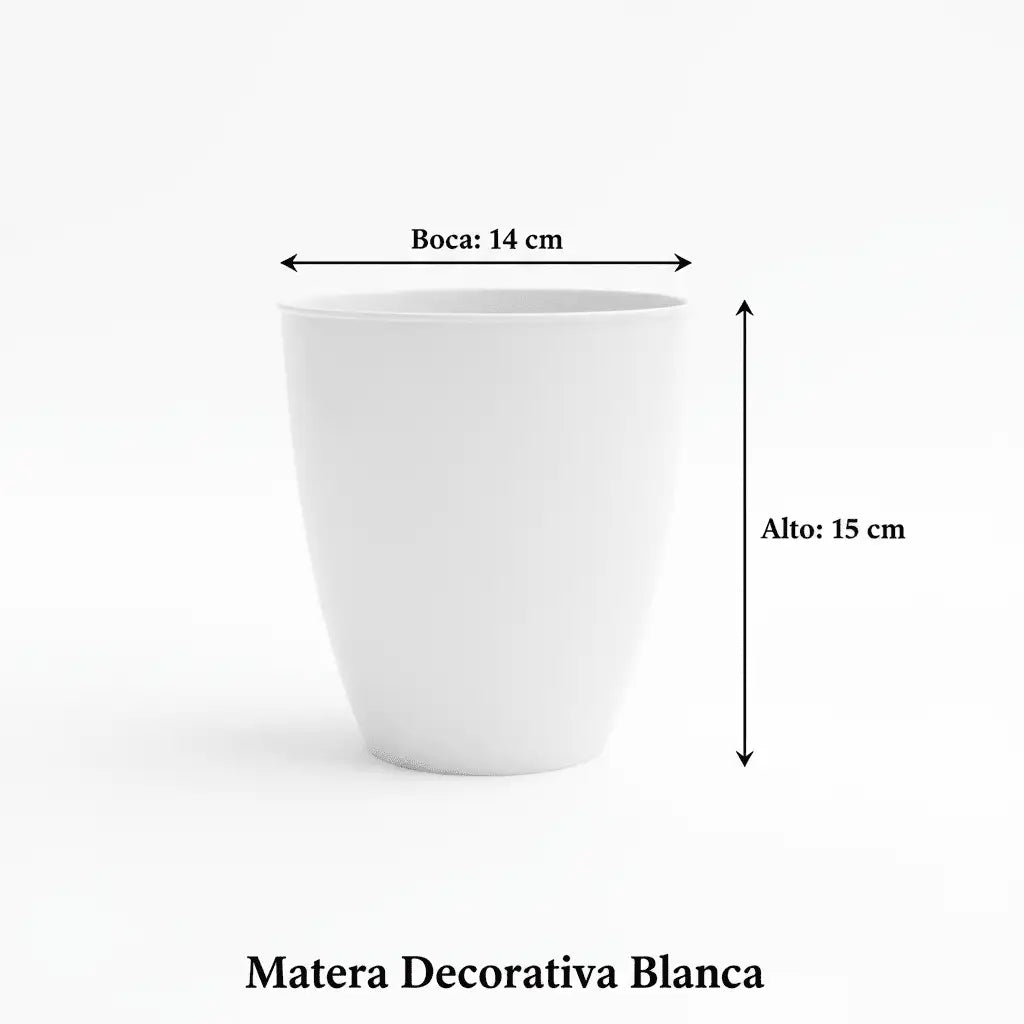 Aglaonema Fuego + Matera Decorativa Blanca - Vivero Selva Verde