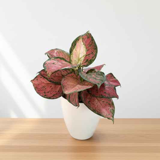 Aglaonema Fuego con matera cónica blanca - vista 1