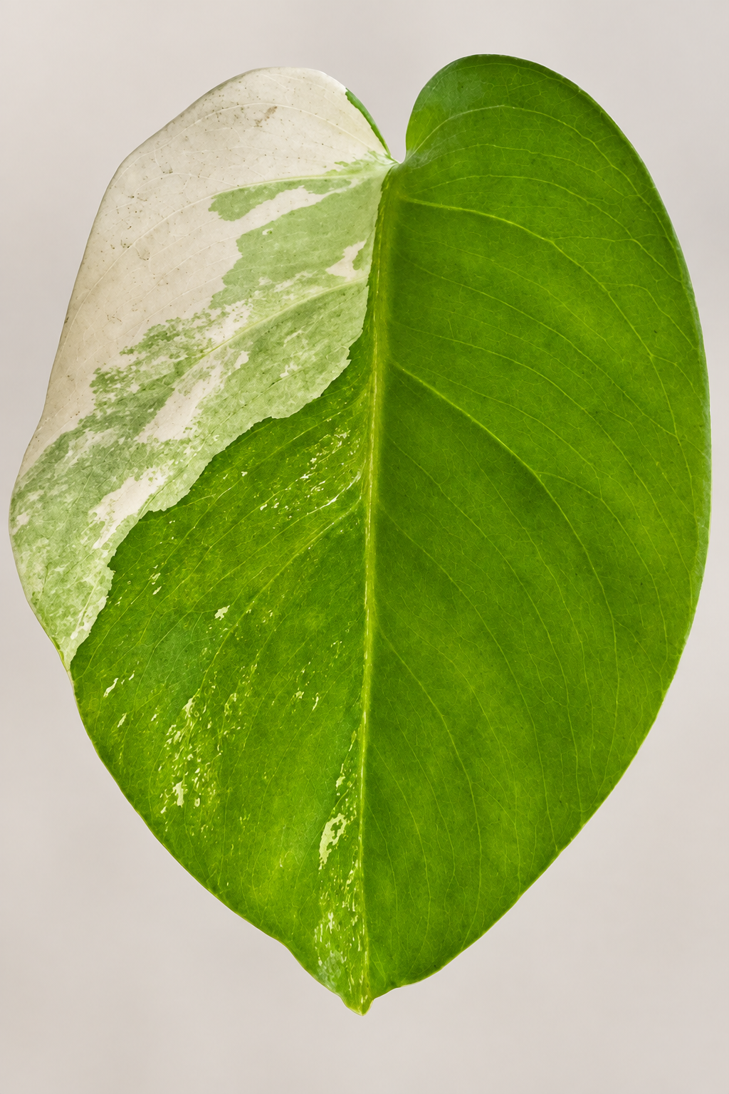 Primer plano de la hoja
